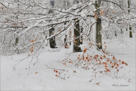 <p>Šluknovsko - Království</p>